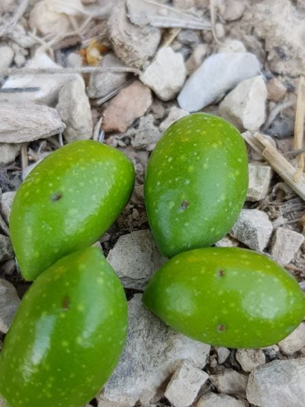 Algunos frutos ya han sido dañados