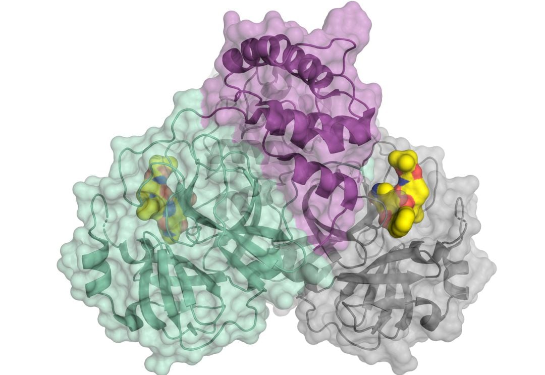 Representación esquemática de la proteasa del coronavirus.