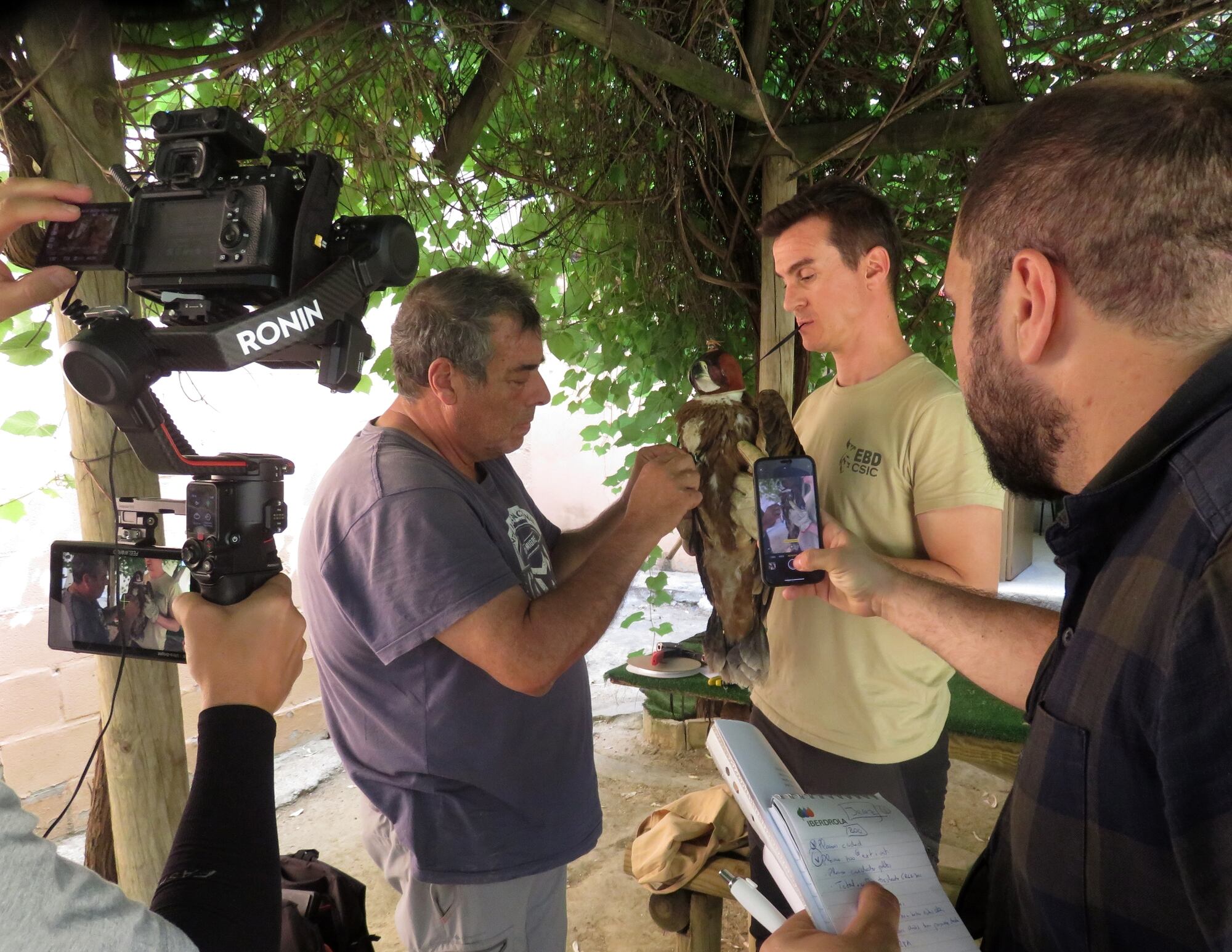 Águilas imperiales en el Zoo de Jerez