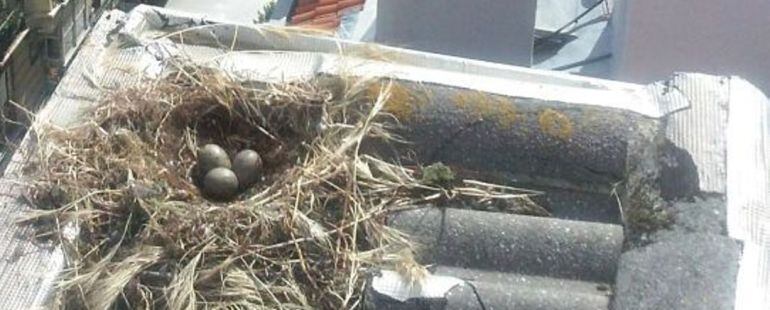 Nido de gaviotas en un tejado