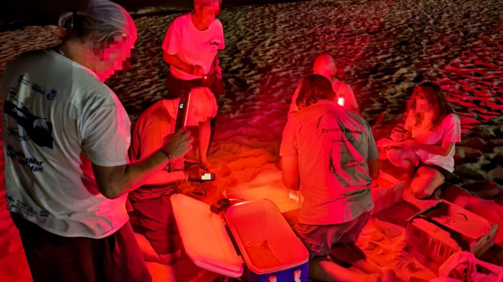 Eclosionan 72 huevos de tortuga “boba” en el arenal del Carrer la Mar de El Campello