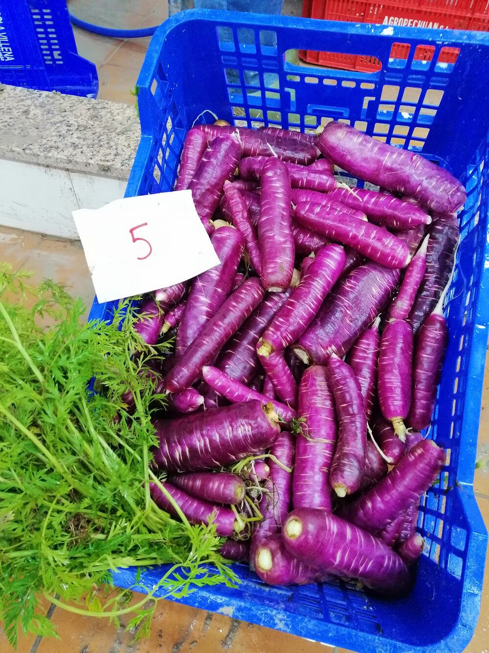 Así son las zanahorias moradas de Villena que han recuperado investigadores de la UPV.