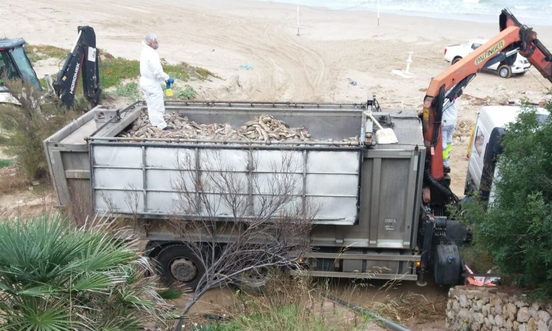 Retirada de peces muertos de las playas de Cullera