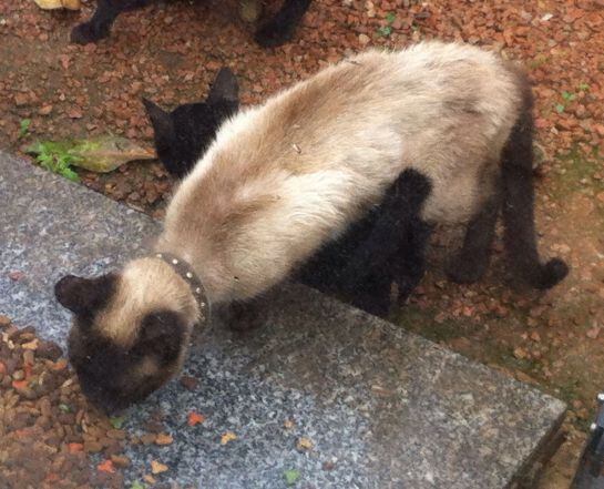 &quot;Siamesa&quot; una gata perdida que busca a sus dueños