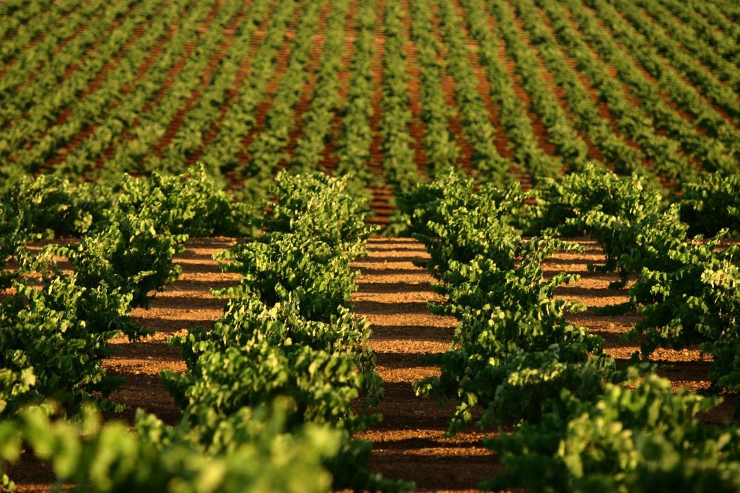 Viñedos en Tierra de Barros