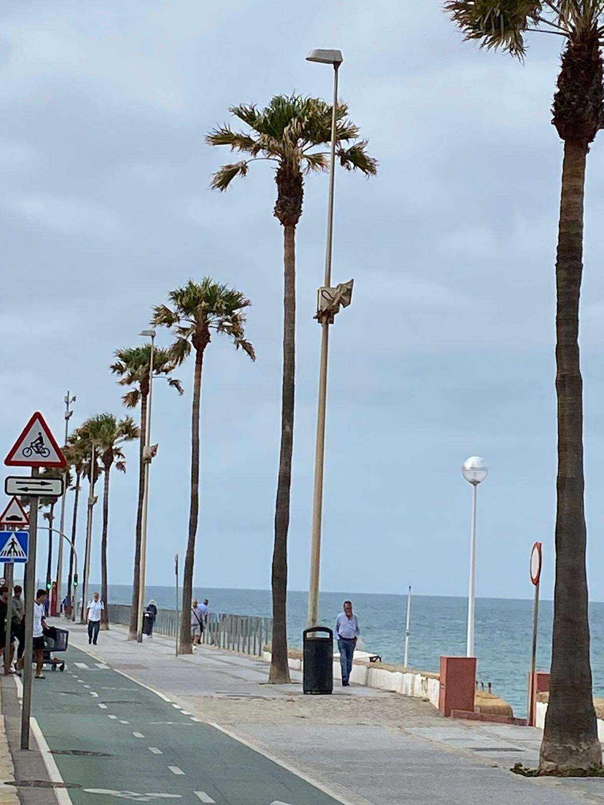 Palmera recién podadas en Cádiz.