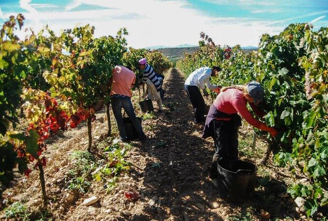 Jornaleros recogiendo uva