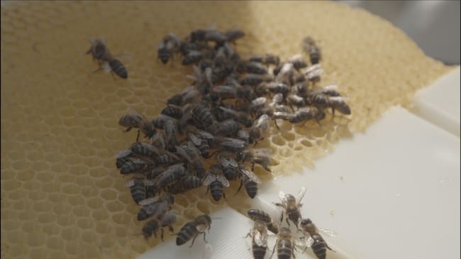 La miel de Málaga tiene ya Denominación de Origen