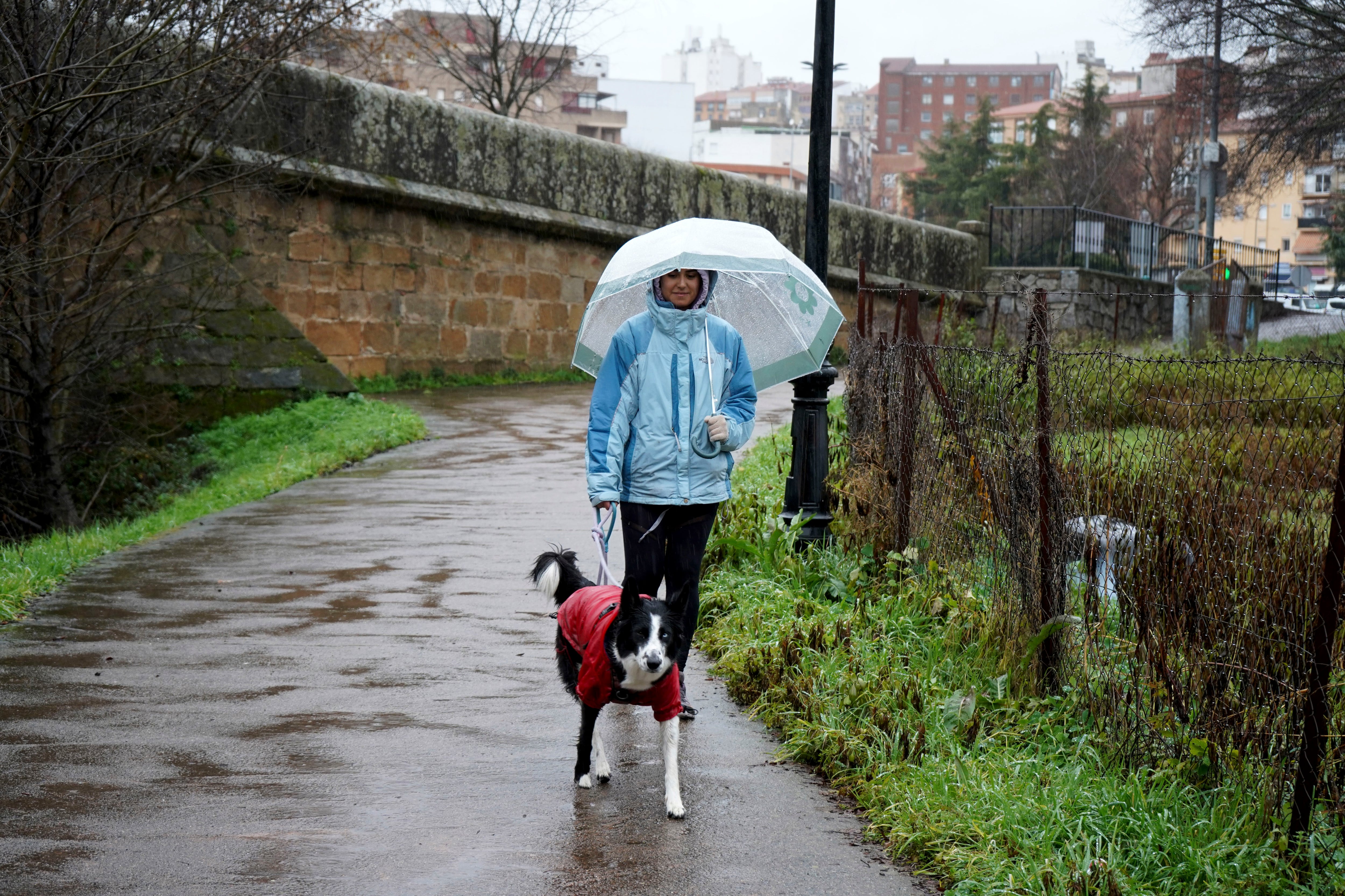 Una mujer pasea a su perro este martes en Plasencia (Cáceres) bajo la lluvia producida por la borrasca Garoé a su paso por el norte extremeño. EFE/EDUARDO PALOMO