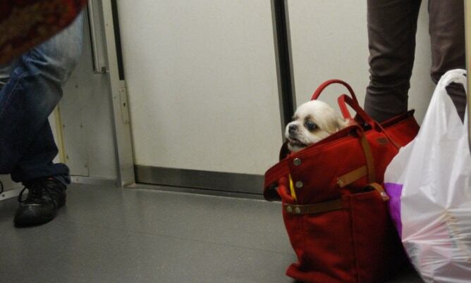 Hasta ahora sólo se permitía el acceso al Metro a perros pequeños o de asistencia