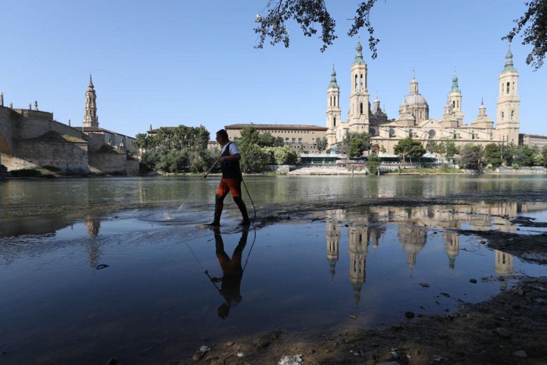 Tratamiento contra la mosca negra en la zona del Puente de Piedra 