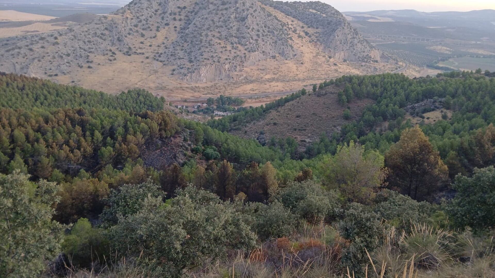 Imagen del paraje afectado por el incendio forestal de Antequera