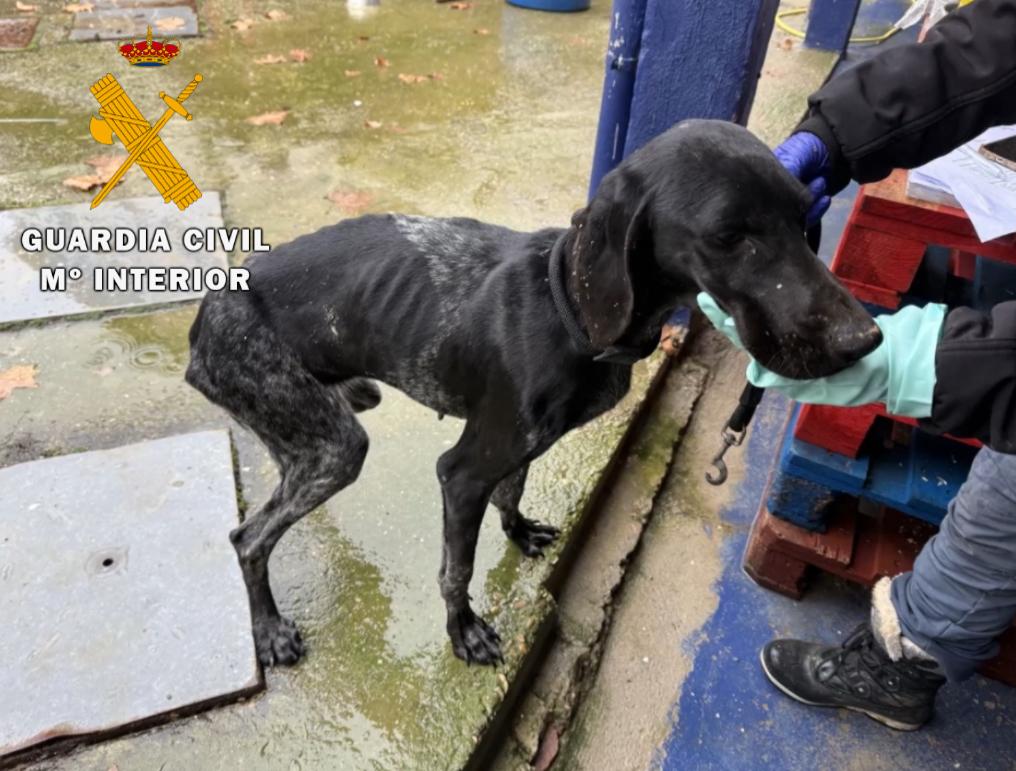 El juzgado ha decretado medidas cautelares a los dos investigados a los que les impone la prohibición de propiedad, tenencia, posesión ni tan siquiera temporal de perros