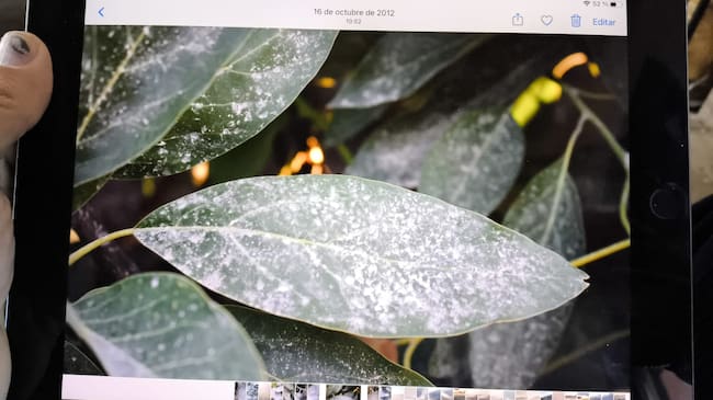 Fincas afectadas por el polvo