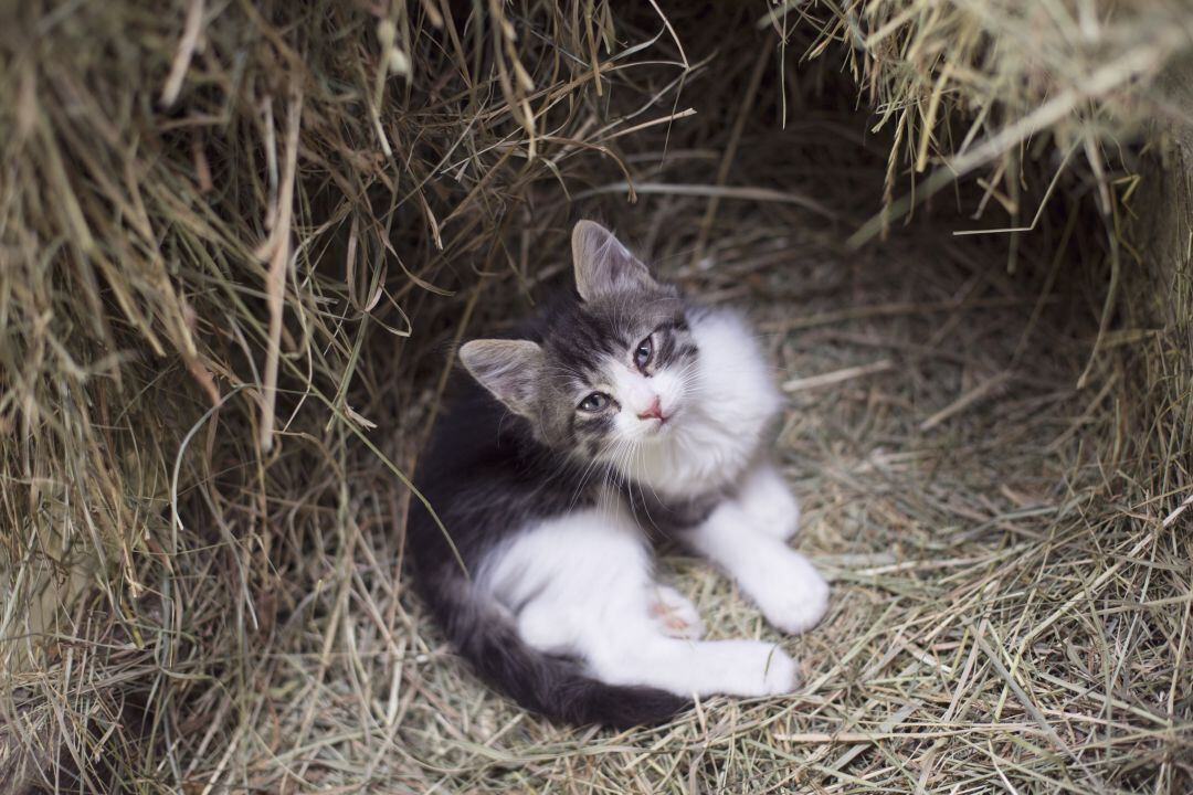 Foto de un gato abandonado siendo cuidado en una protectora