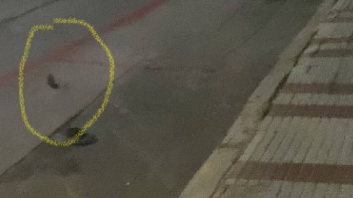 Ratas en el centro de Guadalajara