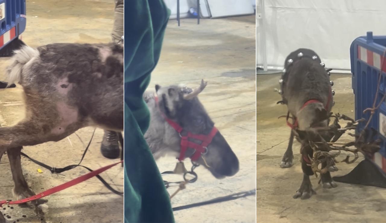 Imágenes de Amanda Romero y Lori Lázaro