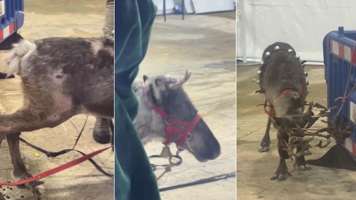 PACMA estudiará tomar medidas legales por el estado de los renos de la cabalgata de Papá Noel de El Escorial