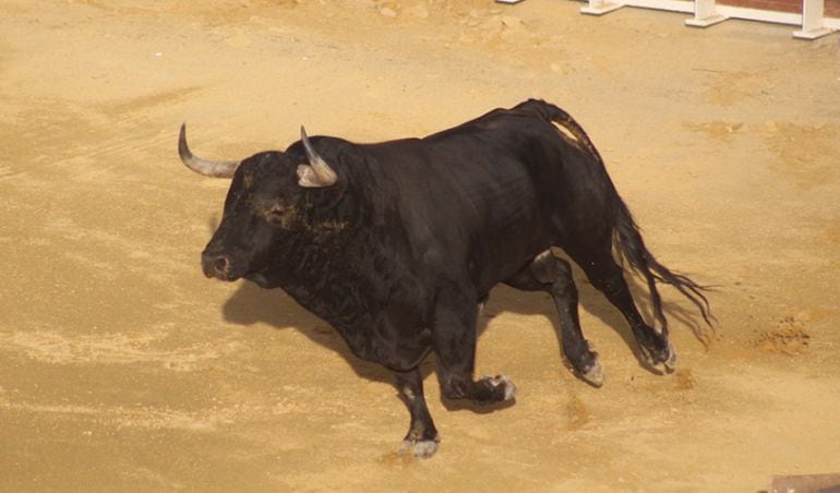 El Toro de la Vega 2018 y su sobrero pertenencen a la ganadería Hermanos Sánchez Herrero