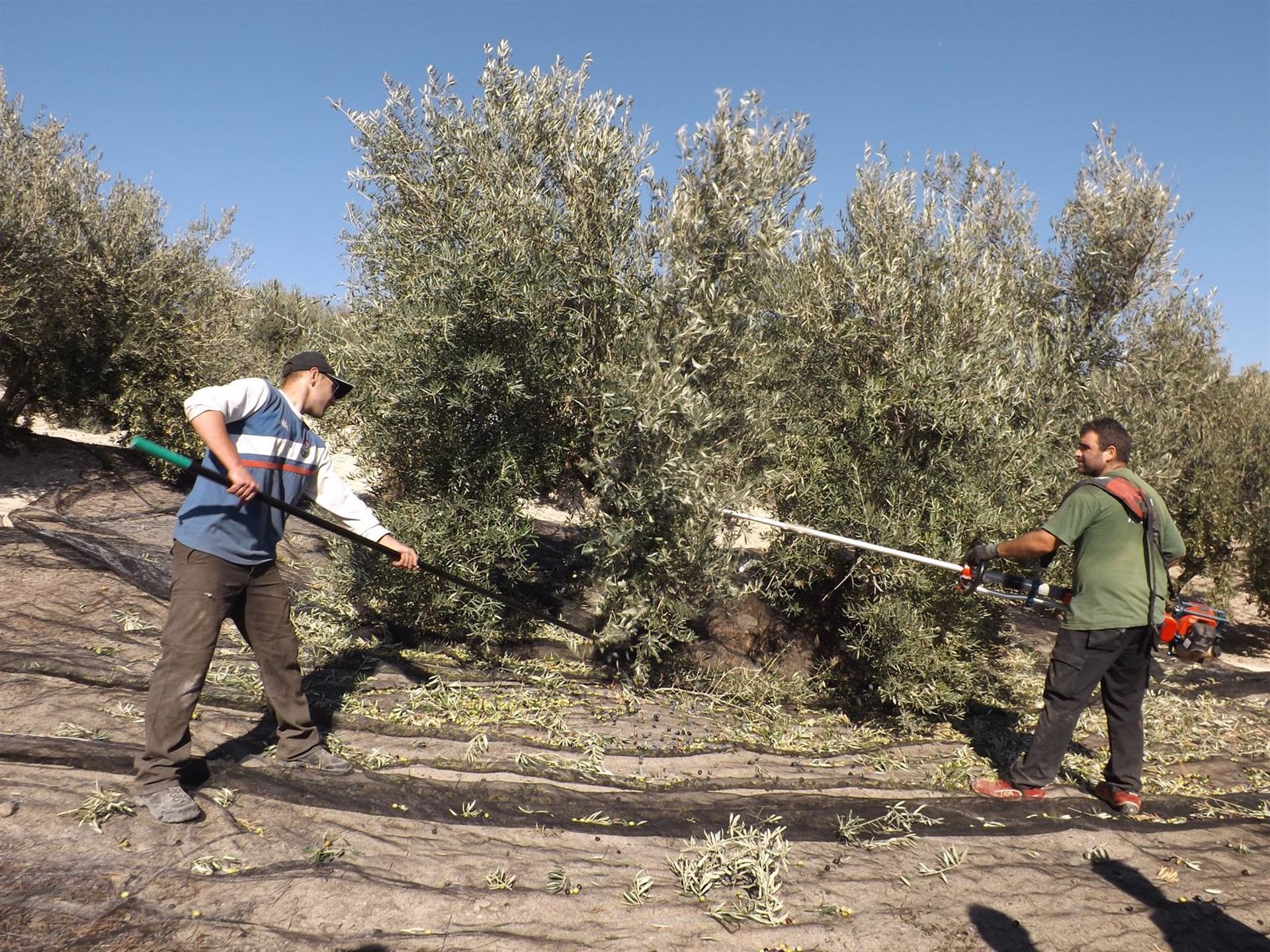 Recolección de la aceituna