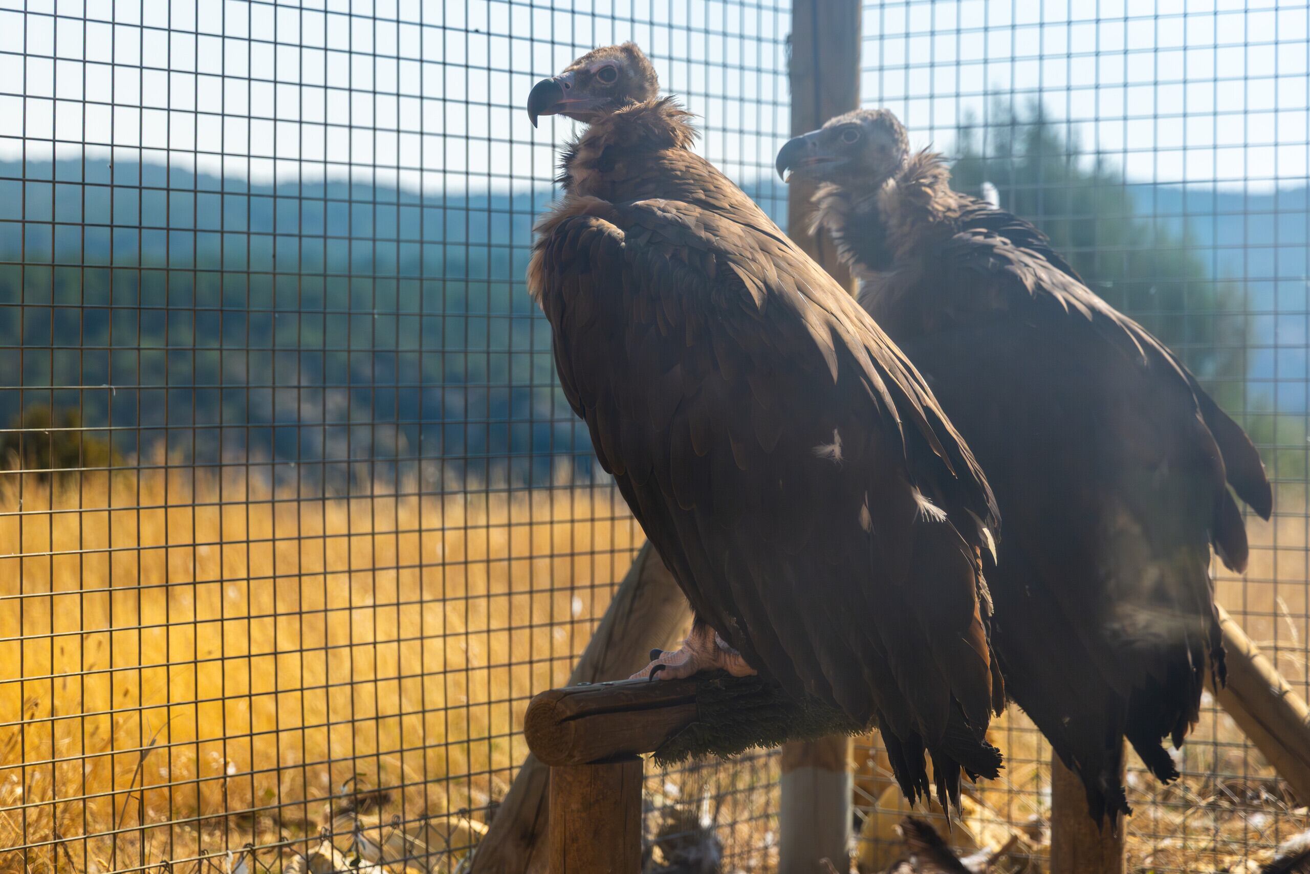 Suelta buitre negro en el Alto Tajo