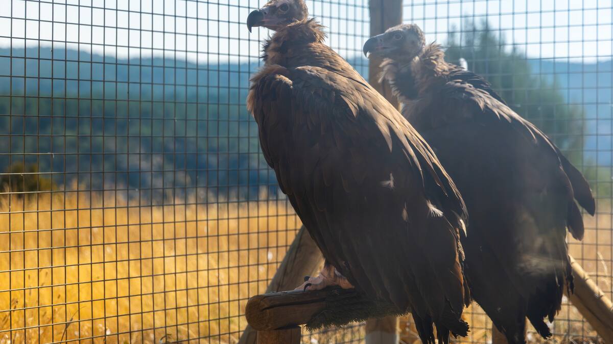 Se liberan 16 buitres negros en el AltoTajo