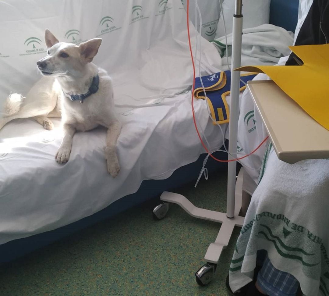 visita de perros en hospitales