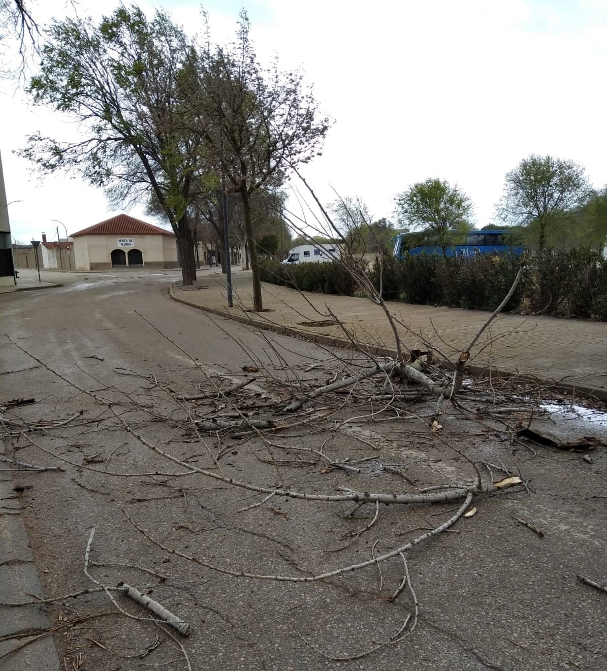 Ramas que han caído en San Clemente