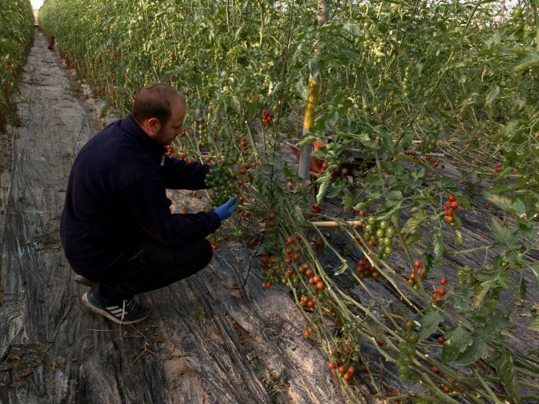 Imagen de archivo de un agricultor recogiendo parte de su producción de tomate