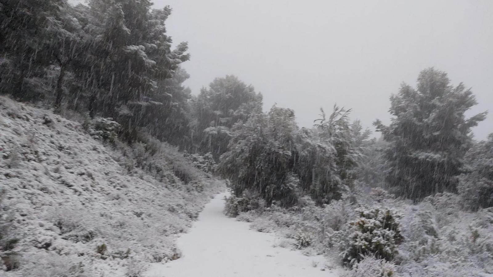 Catí nevado