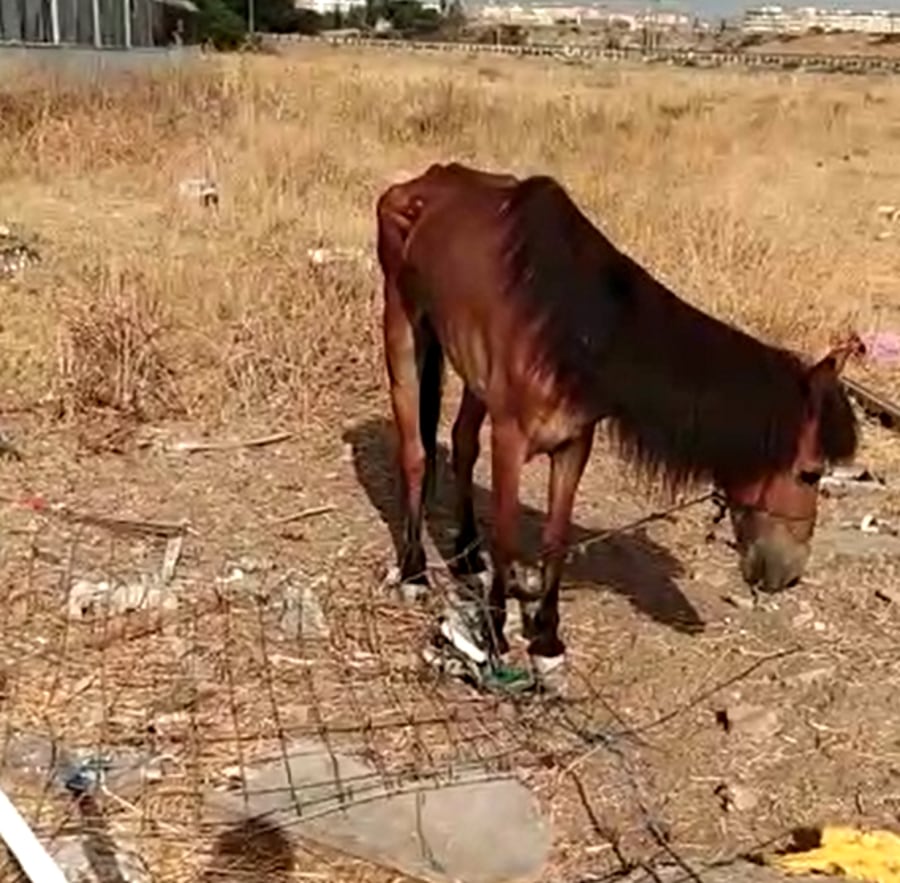 Imagen de un caballo maltratado