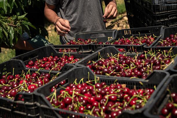 Cerezas de Aragón en 2025