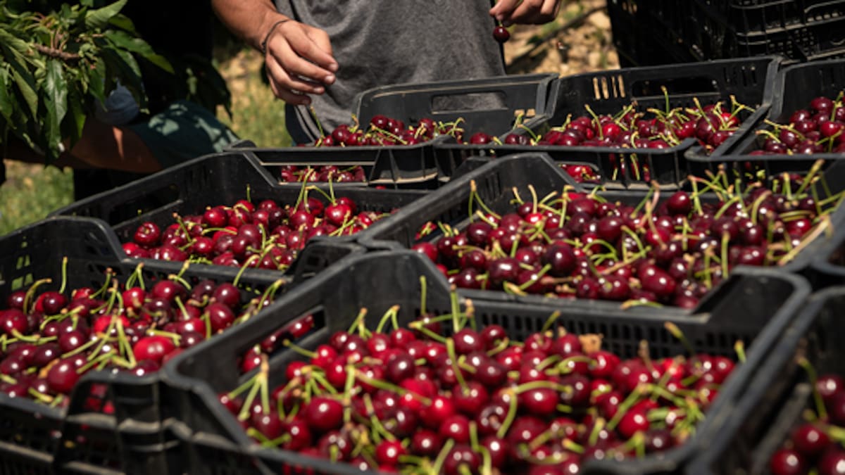 "El sabor de la cereza es fantástico" Miguel Martín, productor Yunquera
