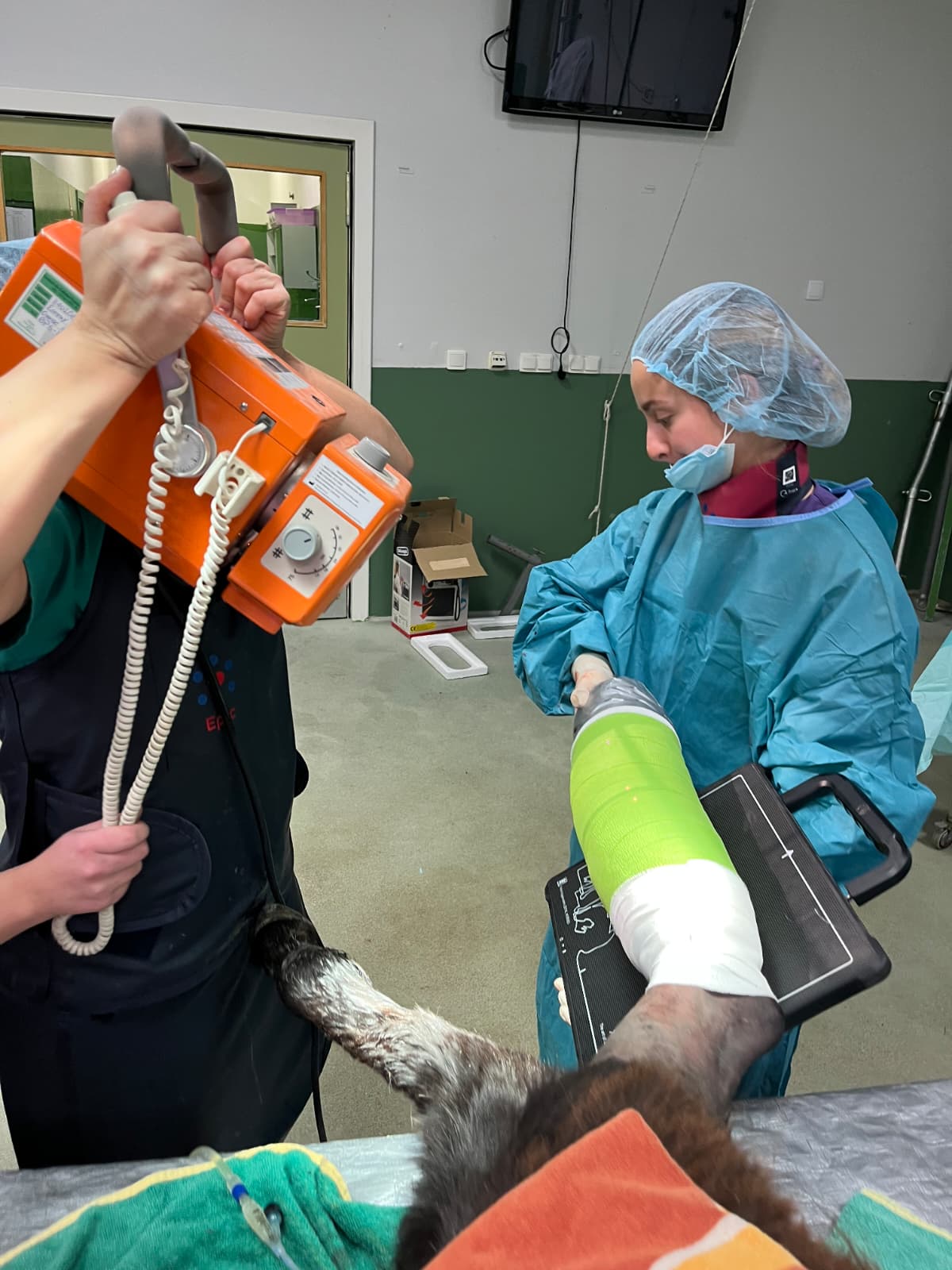 Momento de la operación realizada al burro Pablete en la Universidad de León