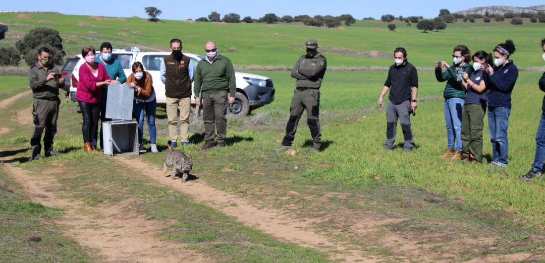 Suelta de un lince ibérico, Robledal, en Torre de Juan Abad este viernes