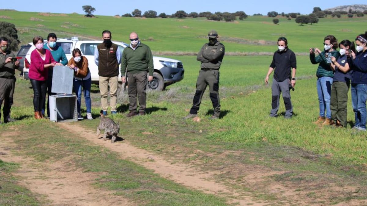 ¿Tu finca cumple los requisitos para la suelta de linces en Castilla La Mancha?