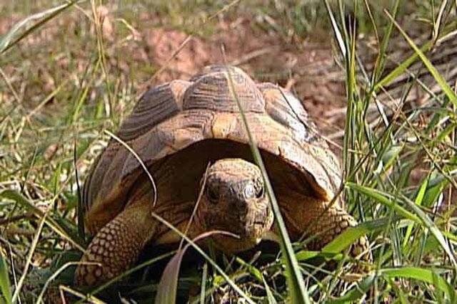 Ejemplar de tortuga marina, especie reintroducida por la Generalitat Valenciana en la Devesa de El Saler