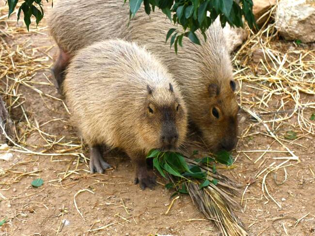Los capibaras son unas de las especies más queridas en especial por los más pequeños
