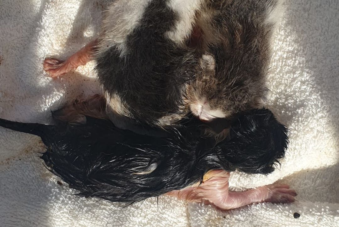 Los gatitos todavía tenían el cordón umbilical