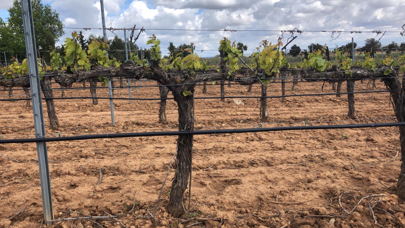 Jornada Técnica de la DO Uclés: el suelo, clave para el futuro del viñedo
