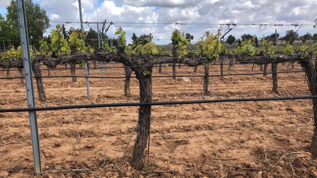 Jornada Técnica de la DO Uclés: el suelo, clave para el futuro del viñedo