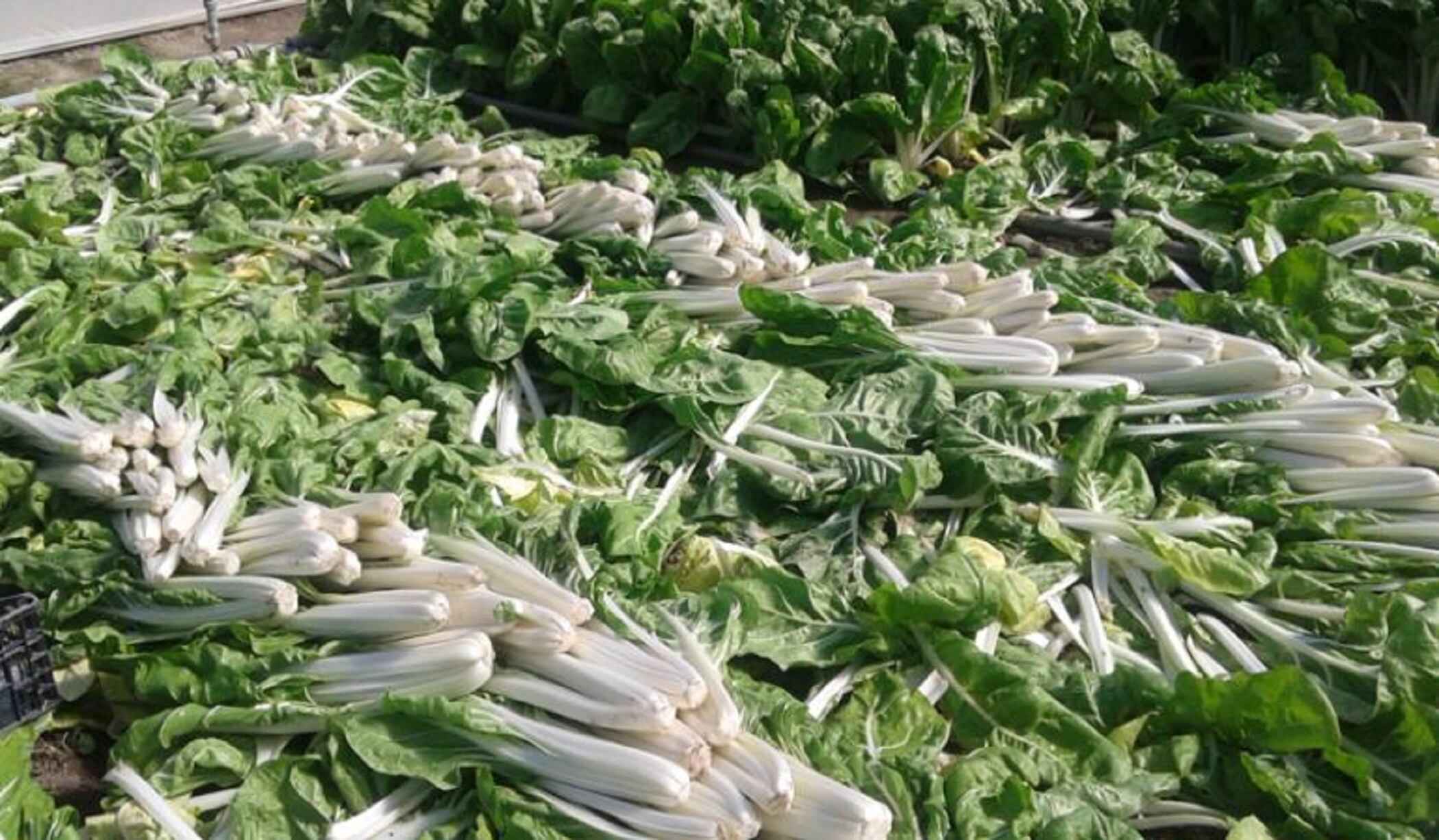 Acelgas del Parque Agrario fuenlabreño.