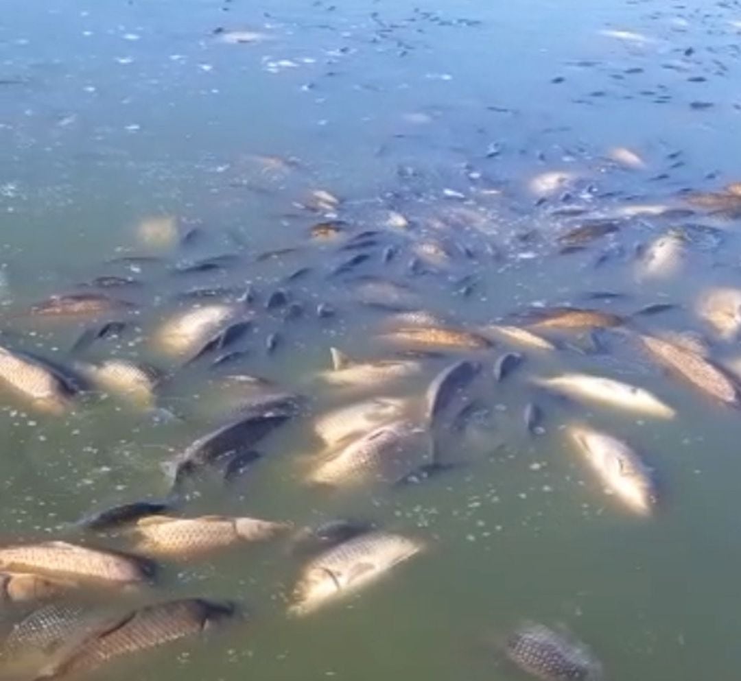 Peces muertos en El Vicario