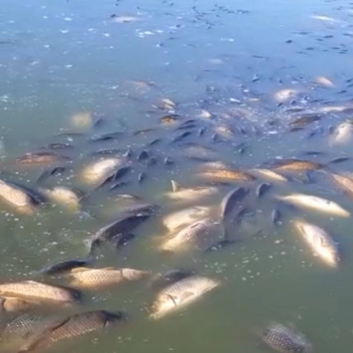 Aparecen cientos de peces muertos en El Vicario