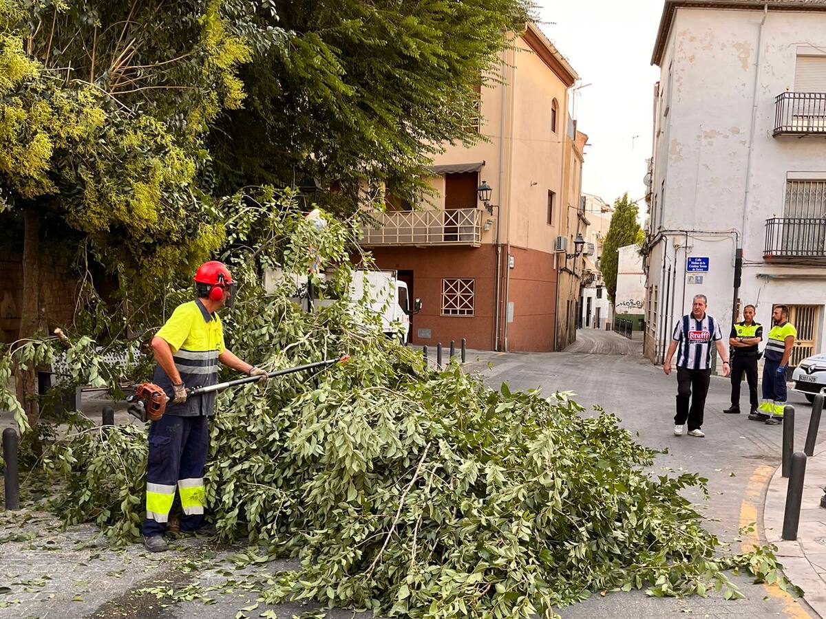 Puesta a punto de la capital tras la caída de ramas derivada de las fuertes rachas de viento