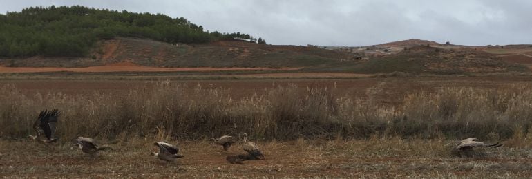 El buitre leonado es un animal necrófago que vive en colonias en distintos lugares de la Serranía de Cuenca.