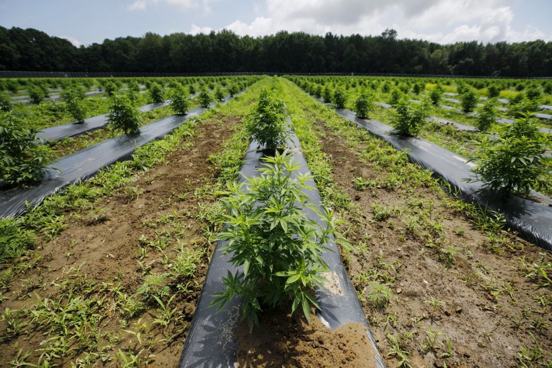 Campos de marihuana durante el cultivo.