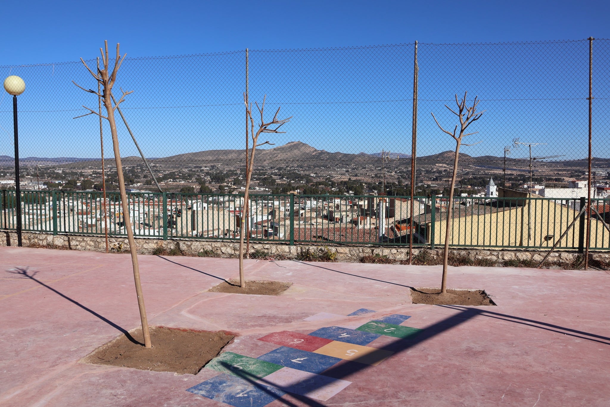 Algunos de los árboles plantados en el colegio &quot;La Pedrera&quot; de Yecla dentro del &quot;Plan Sombra&quot;