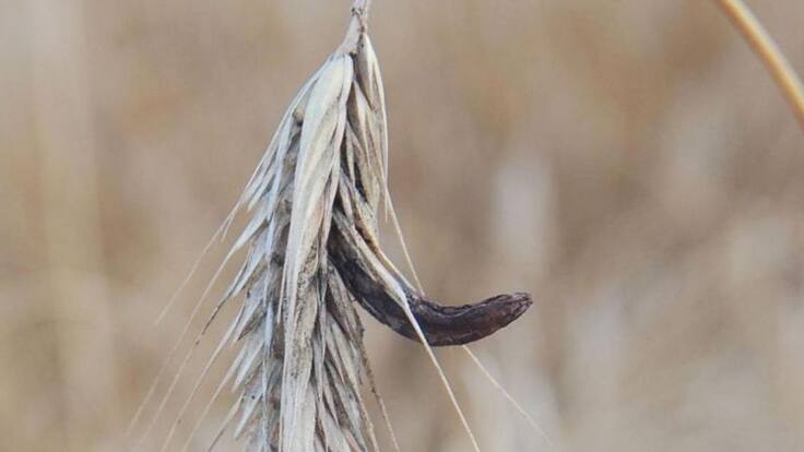 Las curiosidades leonesas de Pepe Muñiz - Epidemias, pestes, gripes, plagas, coronavirus y otras pandemias leonesas (IV) (27/03/2020)