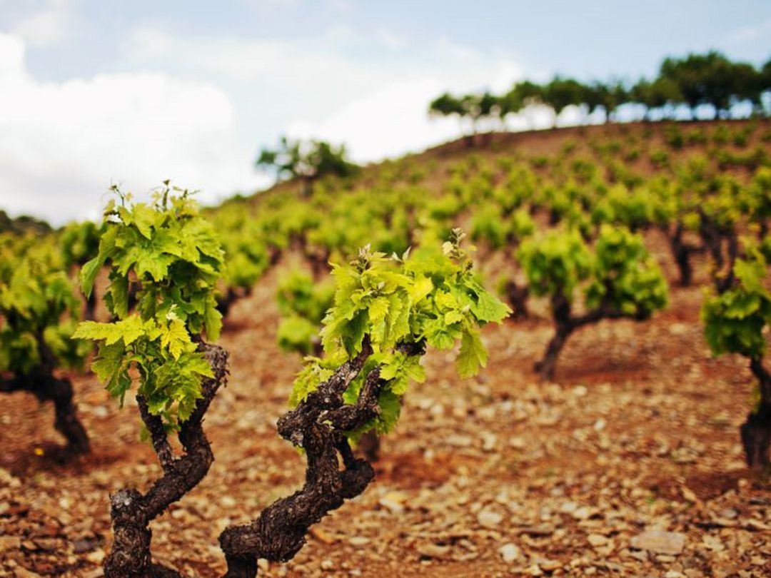 Las tareas agrícolas en el viñedo se pueden realizar evitando las cuadrillas